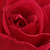 Czerwony  - Róża wielkokwiatowa - Hybrid Tea - American Home